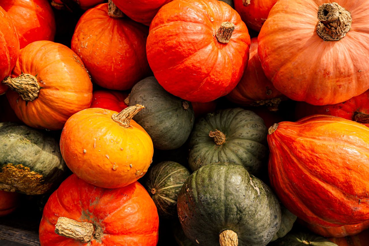 Choosing the perfect pumpkin: Expert tips for the season