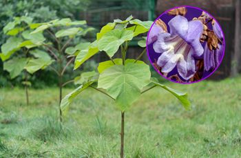 Roślina kusi wyglądem. Coraz więcej krajów wprowadza zakazy