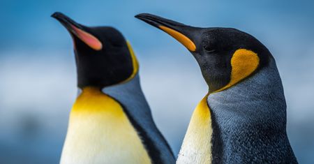 Nowy Linux. Ze świetnymi nowościami