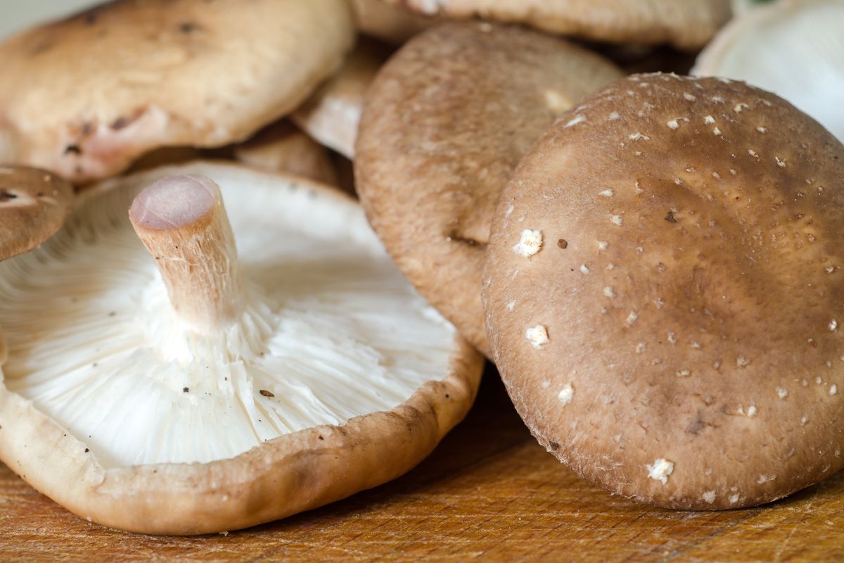 Grzyb, shiitake pasują do wielu potraw