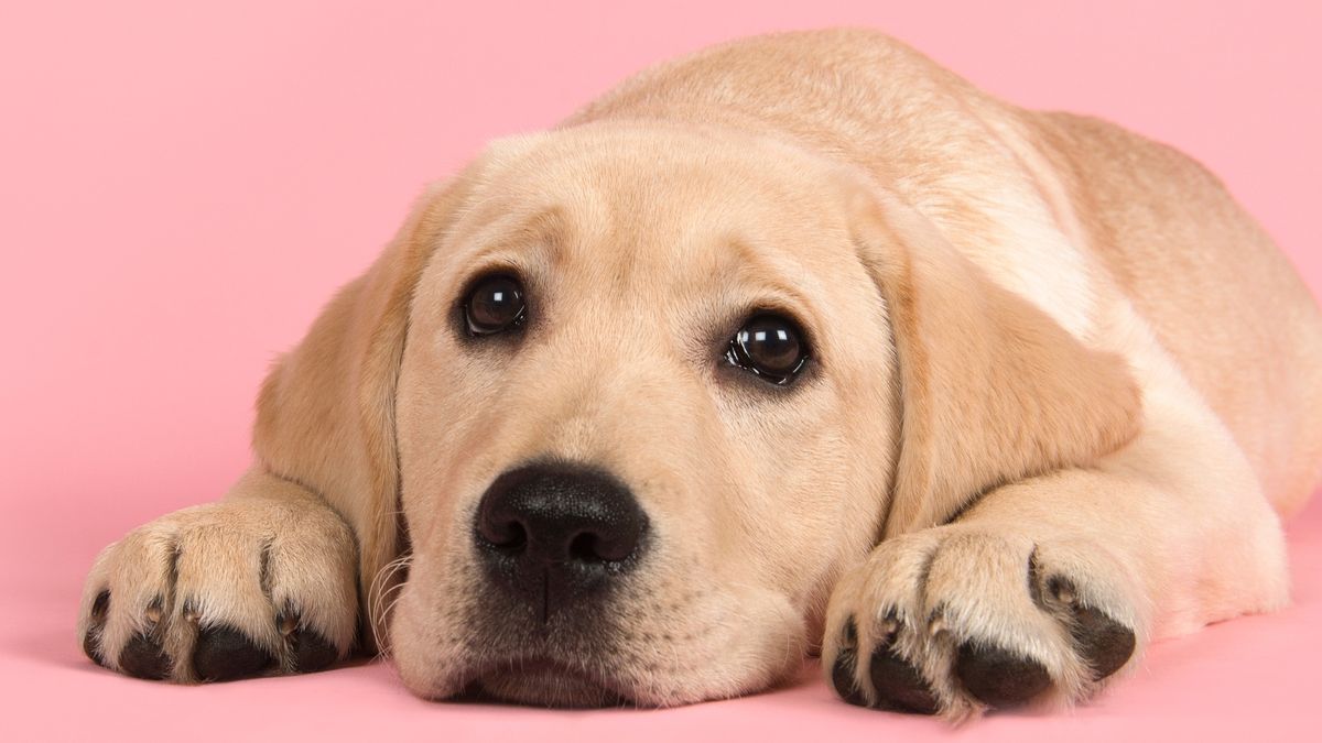 labrador retriver