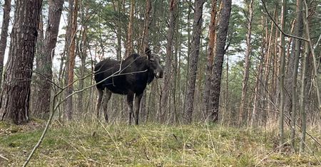Nietypowy widok w Sobieszewie. Zatrzymałam się z wrażenia