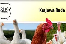 grafika