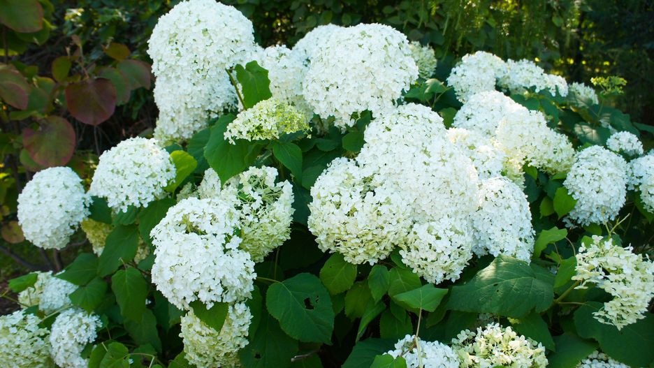 Hortensje