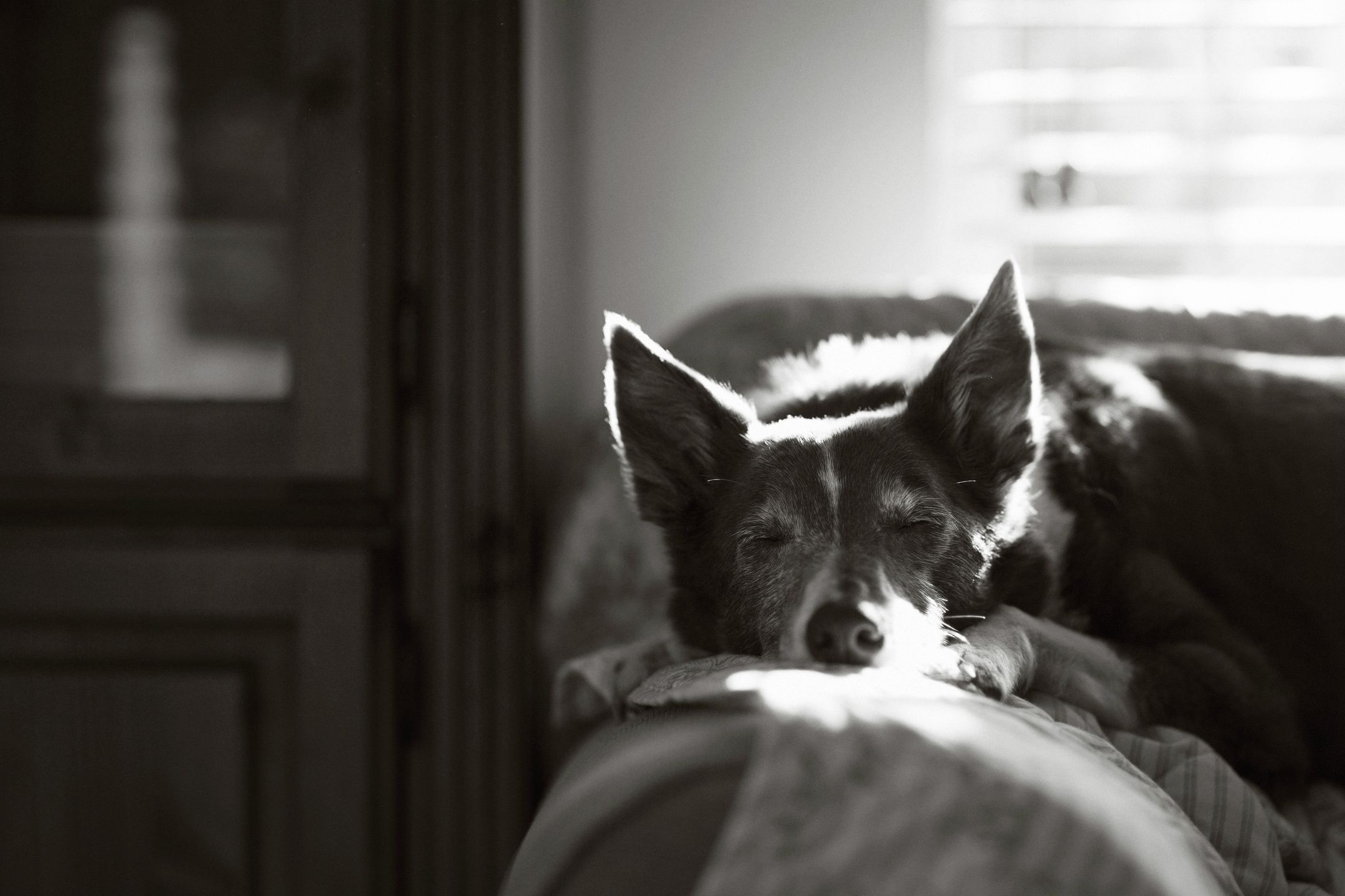 Oto najbardziej urocze zdjęcia psów w konkursie The Kennel Club Dog Photographer of the Year 8