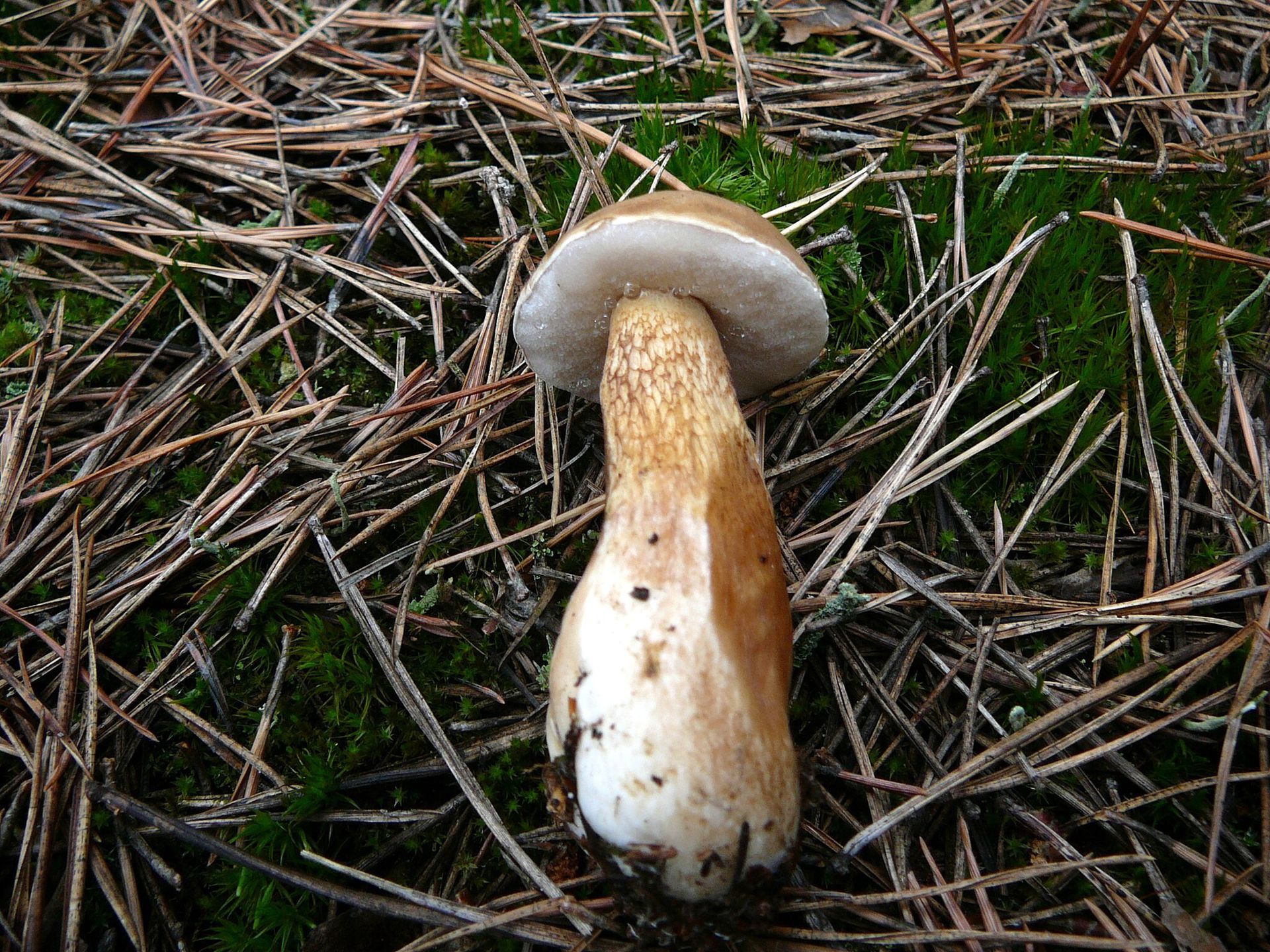 Goryczak żółciowy