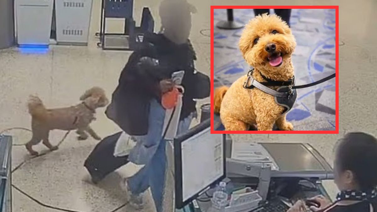 Porzuciła psa na lotnisku. Sąd wykał nakaz aresztowania.