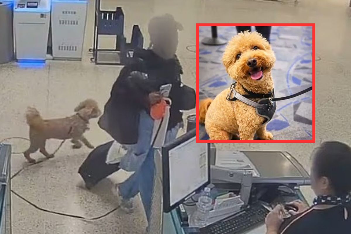 Porzuciła psa na lotnisku. Sąd wydał nakaz aresztowania