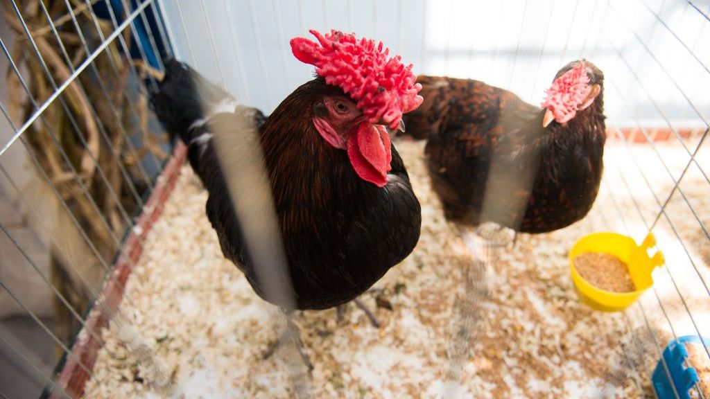 Brytyjczycy ostrzegają przed drobiem z Polski