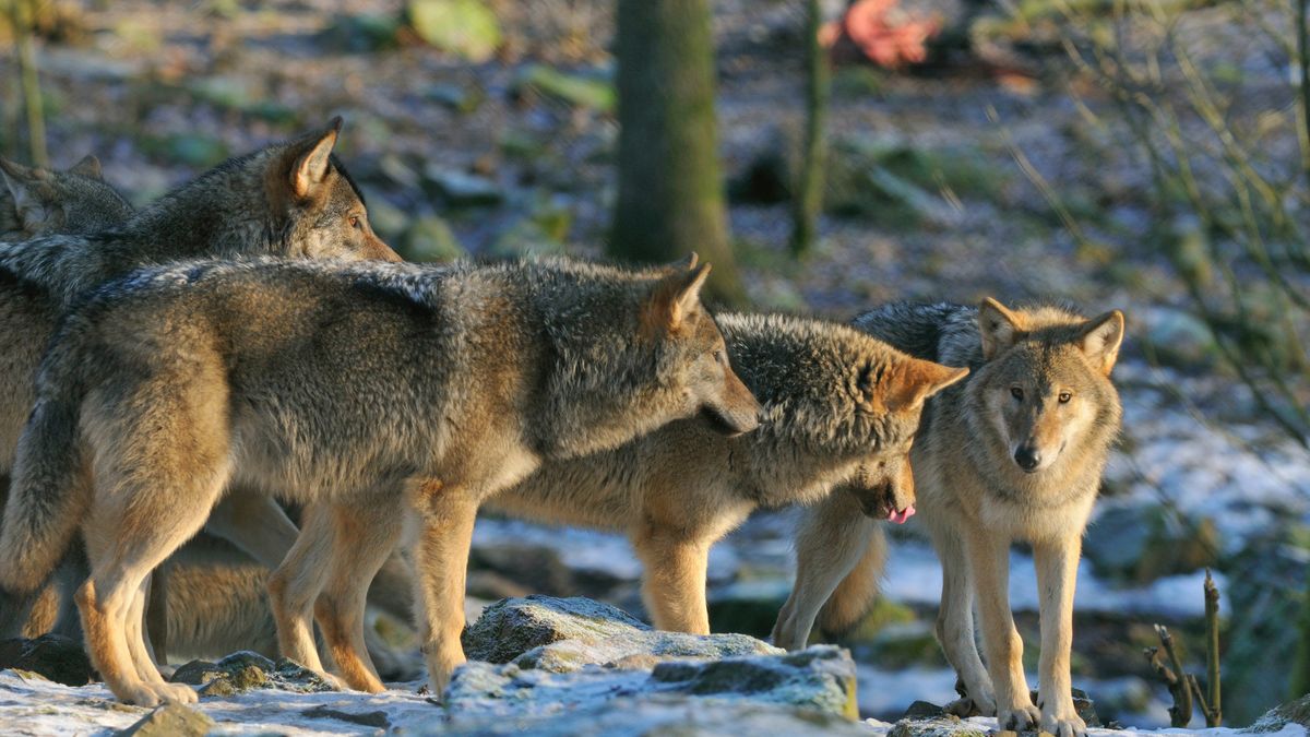 Debata na temat wilków trwa w Szwecji od dawna 