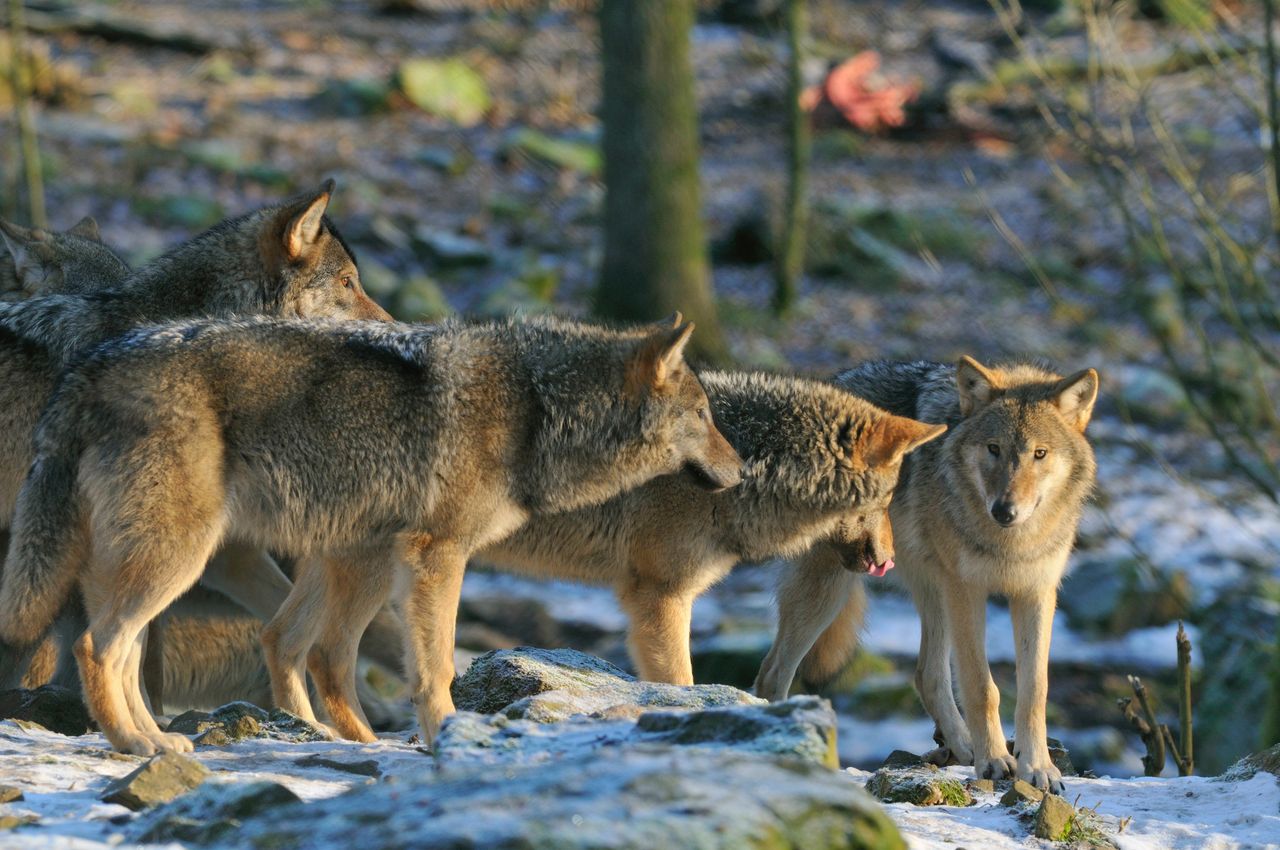 Sweden's wolf cull ignites environmental backlash