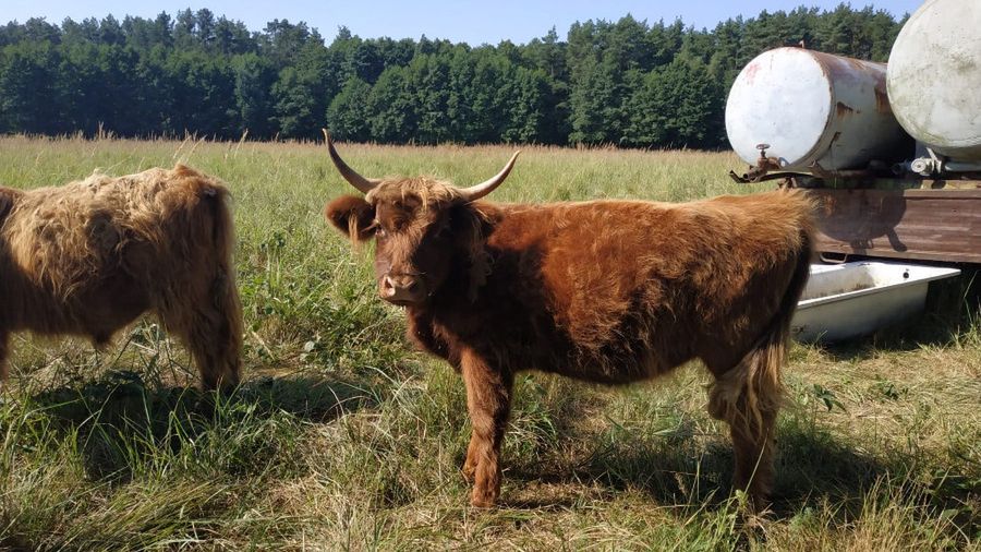 Oława. Krowa na gigancie. Ktokolwiek widział, ktokolwiek wie