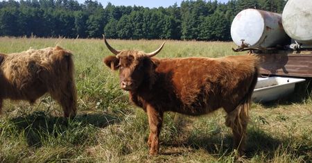 Oława. Krowa na gigancie. Ktokolwiek widział, ktokolwiek wie