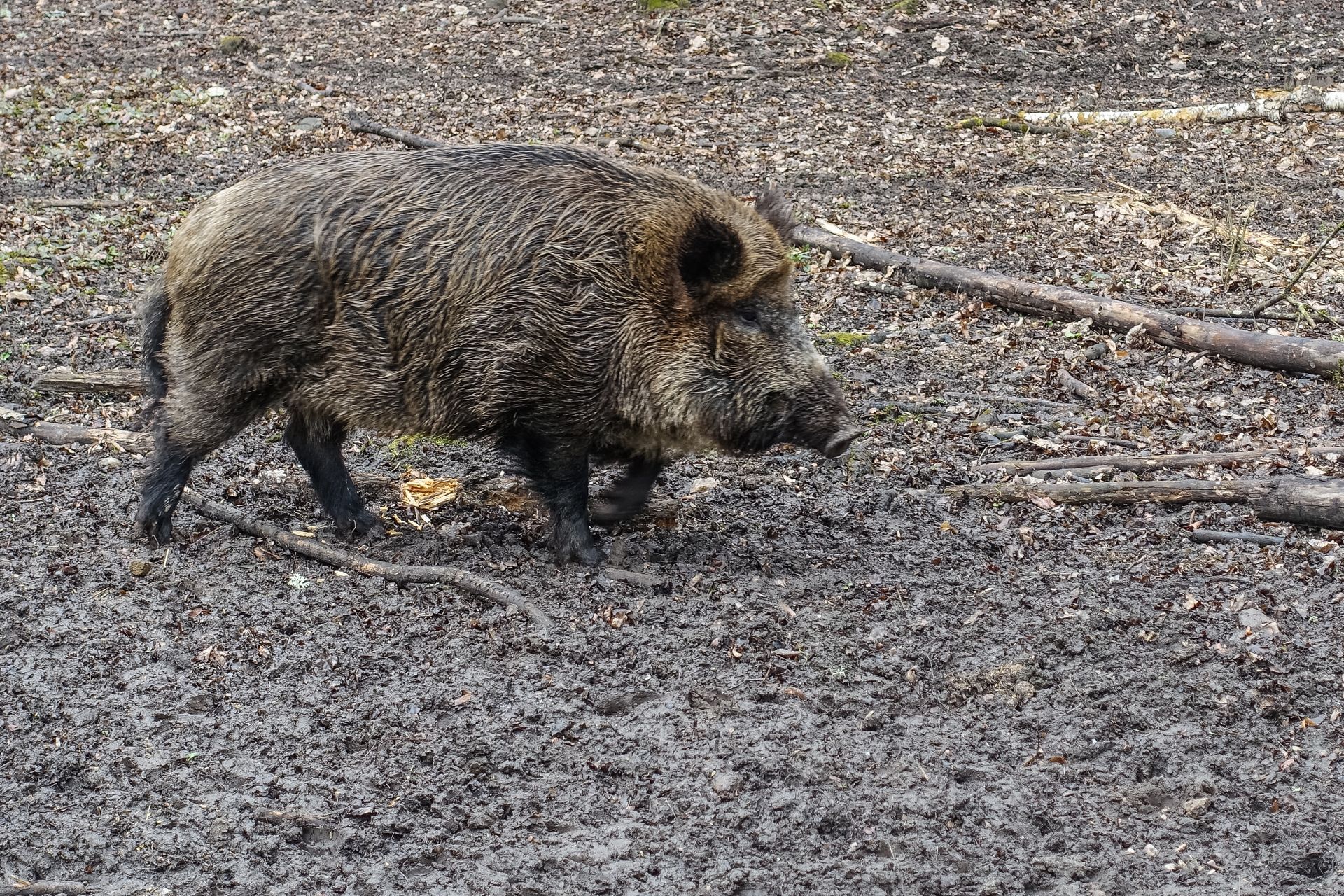 wiadomości,aktualności,WP Wiadomości Dzik z ASF w Łódzkiem. Śledczy: brak śladów sabotażu