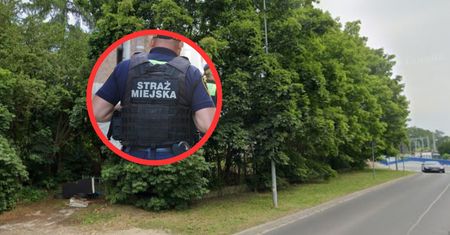 Poszedł za odorem, znalazł zwłoki świni w klatce. "Badania naukowe"