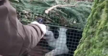 Kobieta zastrzeliła kota. Wszystko nagrał mąż