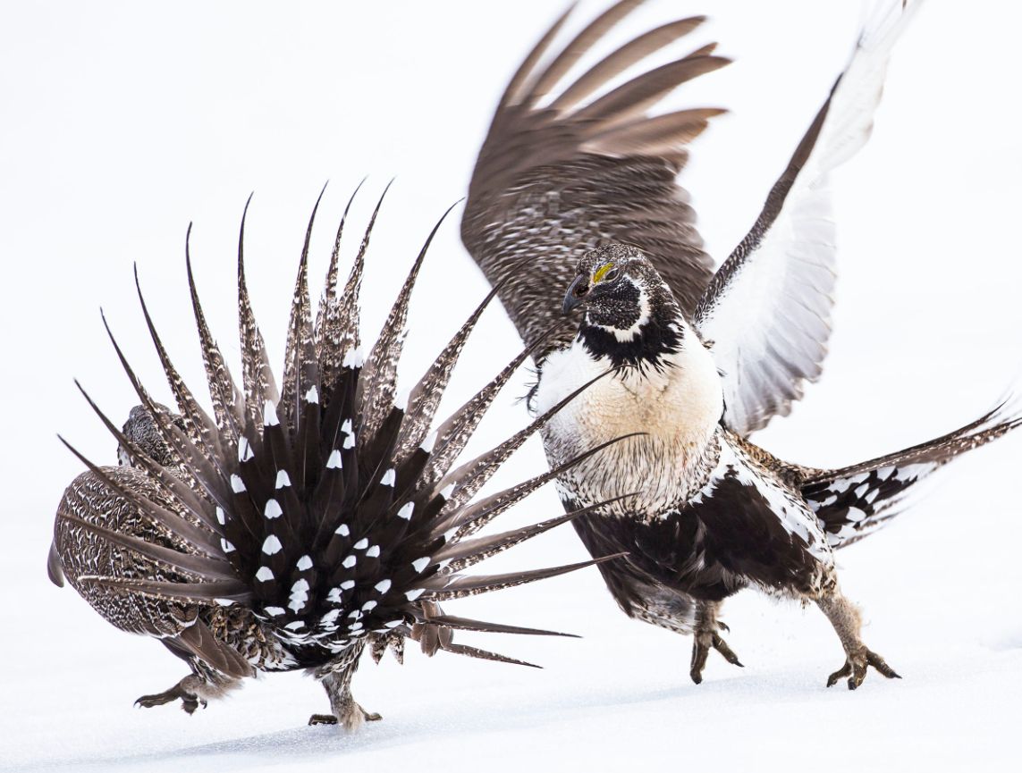 Dzikie ptaki w obiektywie. Zwycięzcy Audubon Photography Contest 2019 ogłoszeni 6