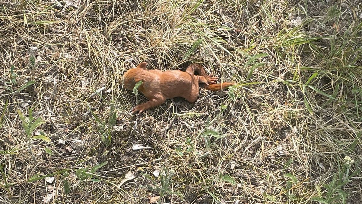 Niezwykła akcja ratunkowa. W potrzebie były cztery małe wiewiórki.