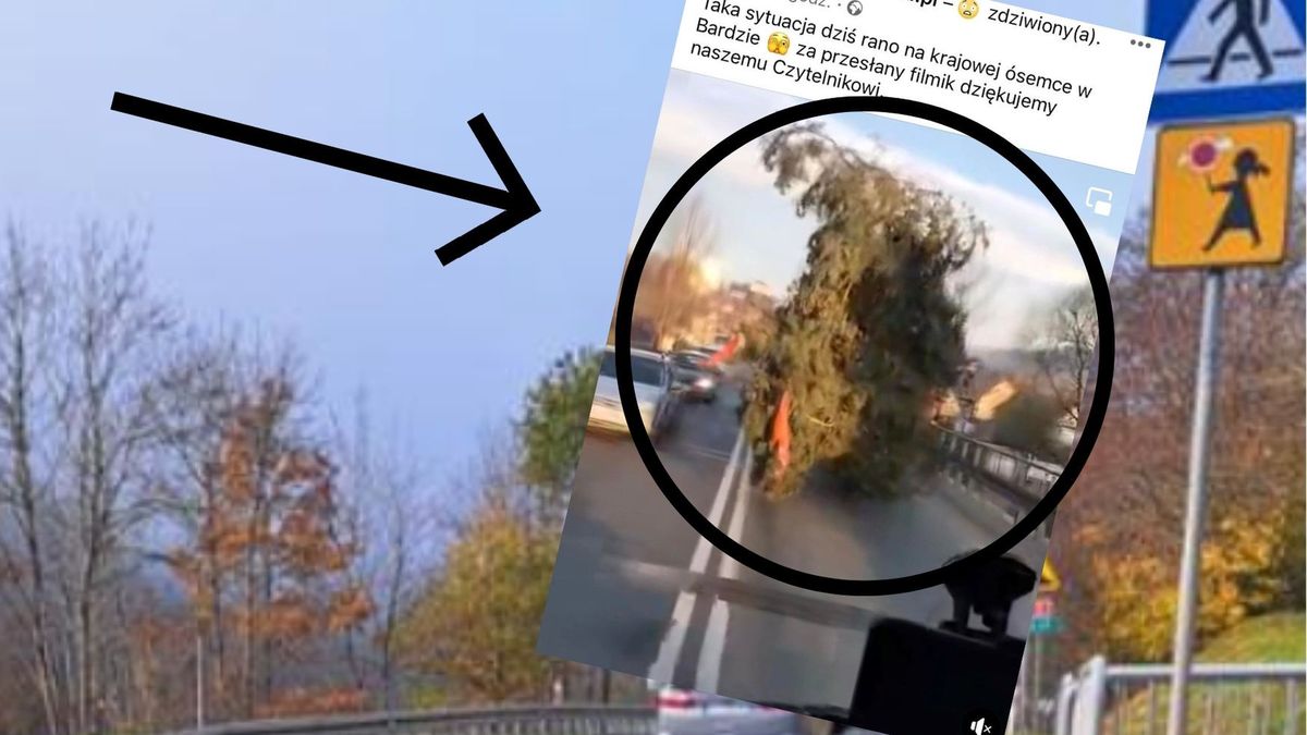 wiózł drzewo po krajowej ósemce