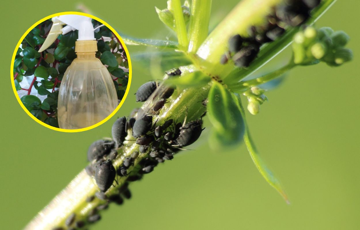 Natural solutions: Combat aphids with budget-friendly sprays