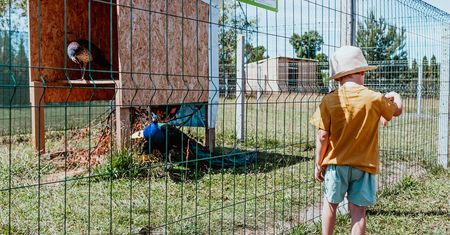 Makabra w holenderskim zoo. Zamordował kilka zwierząt