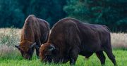 Dobre wieści z Lasów Janowskich. Stado żubrów znów się powiększyło