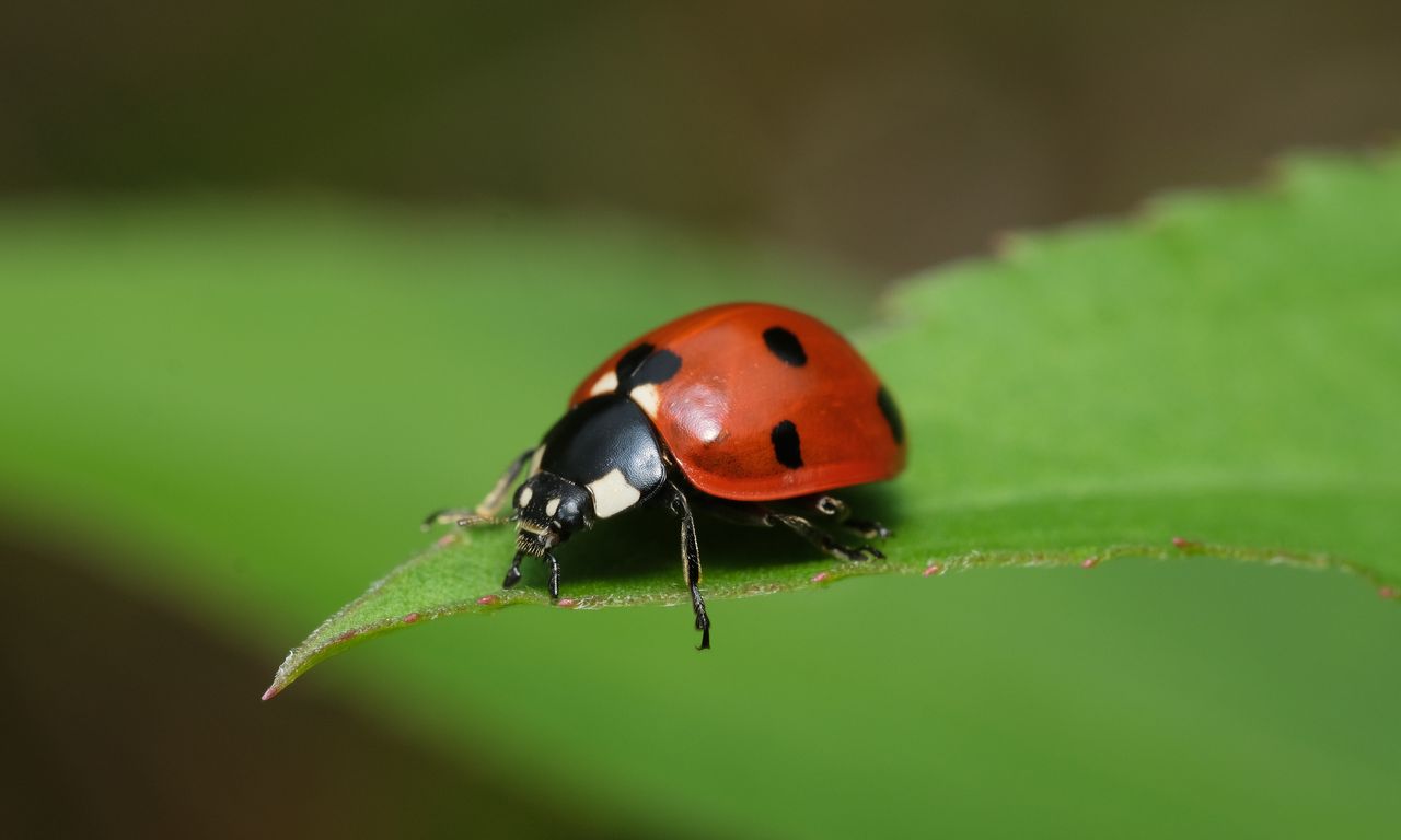 Ladybugs are very beneficial insects.