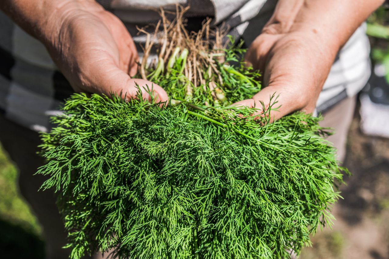Kiedy siać koper do gruntu? Pilnuj terminu