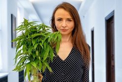 Wrocław. "Zalegalizujcie to". Parlamentarzyści walczą o depenalizację marihuany