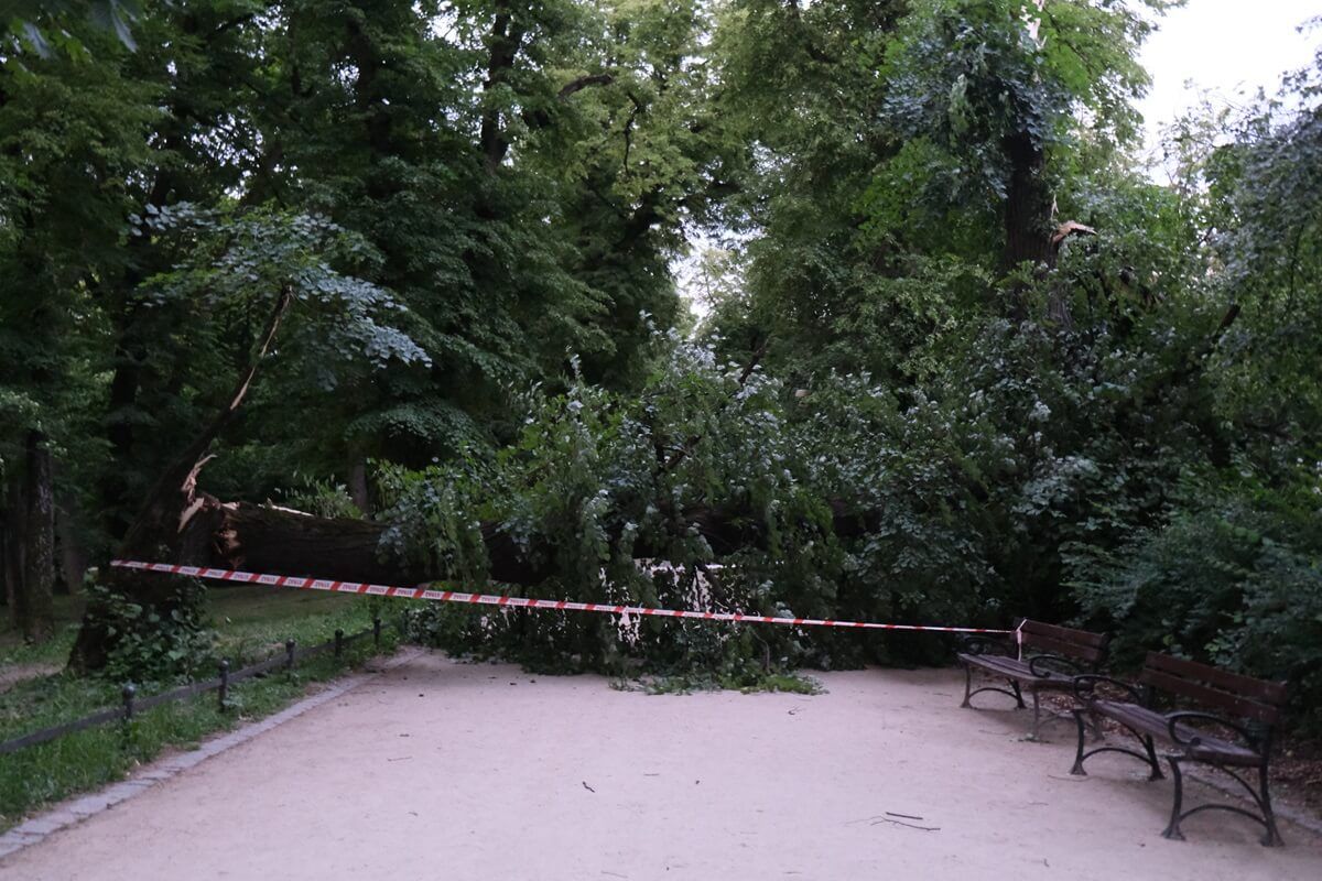 Dwa drzewa runęły w Ogrodzie Saskim