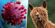 Przeciwciała lamy uratują świat przed COVID? Belgijska firma dostanie 25 mln euro