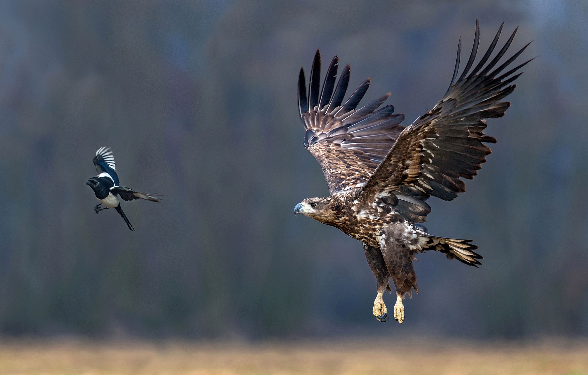 Xavier Ortega fotografuje zwierzęta z całego świata. W Kutnie spotkał orły bieliki 8