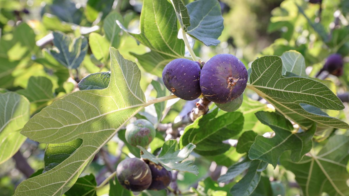 Owoce figi rosnące na drzewku