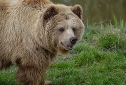 Uwaga na niedźwiedzie. Grzybiarze i turyści alarmują
