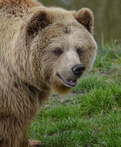 Uwaga na niedźwiedzie. Grzybiarze i turyści alarmują