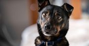 Oddał psa obcym ludziom. Nigdy nie zapomni tamtego momentu