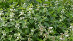 Jasnota biała - właściwości, zastosowanie i przeciwwskazania