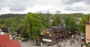 Zakopane. Stado łani spacerowało środkiem ulicy