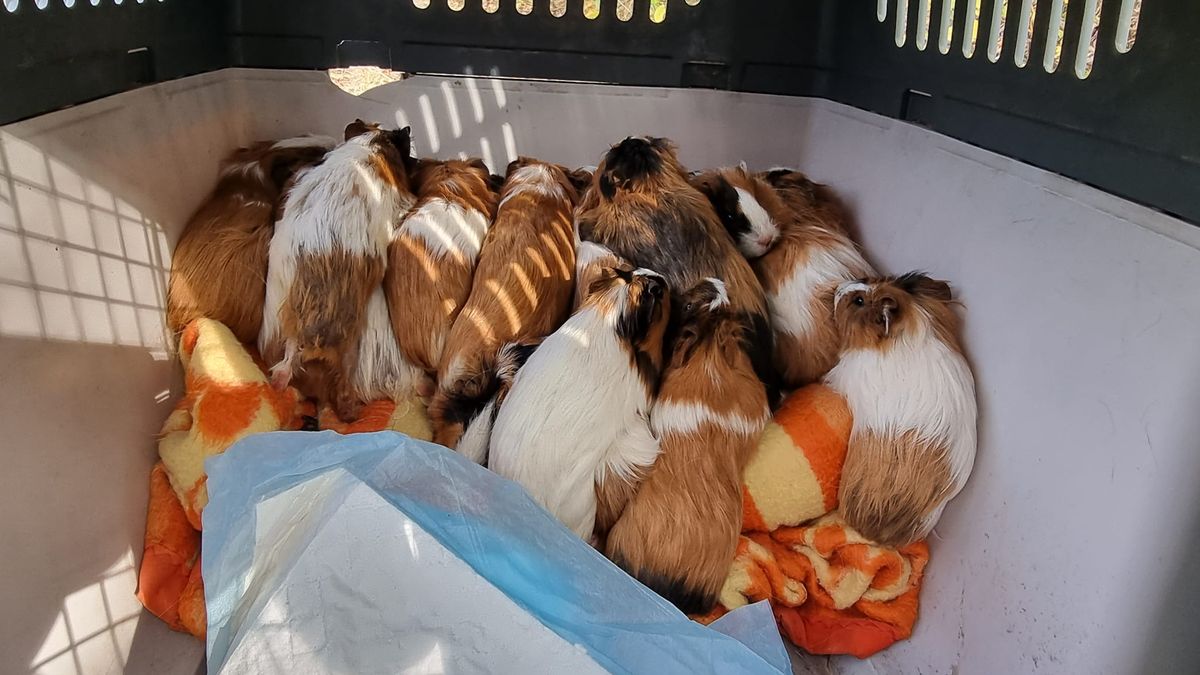 Z 30 świnek morskich jedynie 23 przeżyły