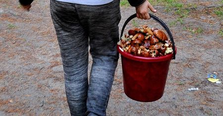 Kogo przyłapią, ten zapłaci. Zakazane na grzybobraniu