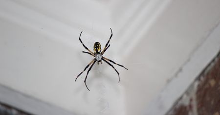 Koniec z pająkami w domu. Ten kolor je odstrasza