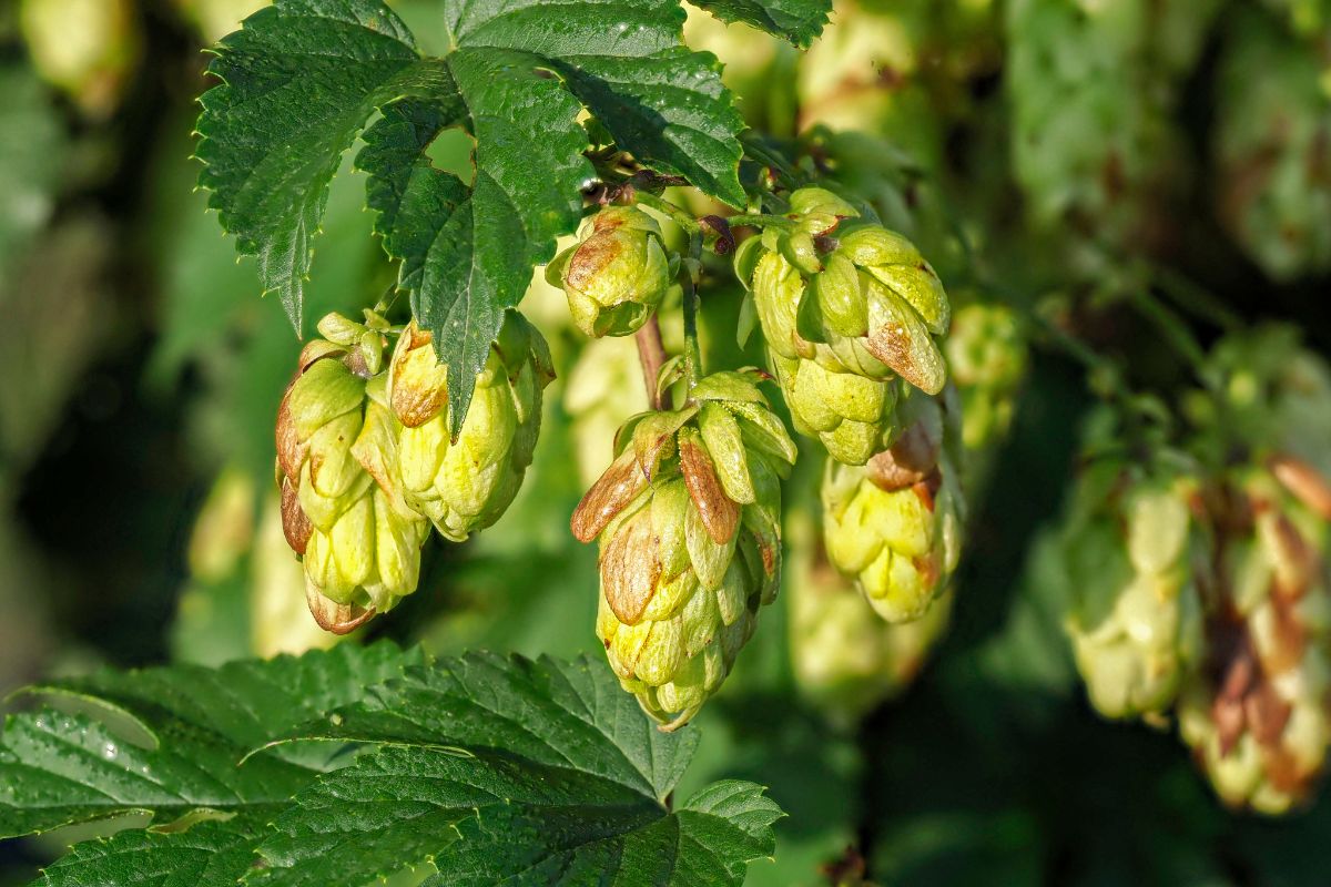 Hop cones are rich in many trace elements.