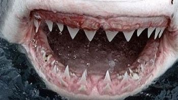 Rekiny idą na zakupy [zwiastun] 1