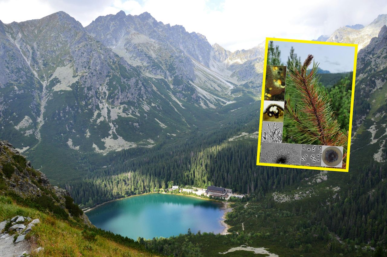 Odkrycie w polskich Tatrach. To zupełnie nowy gatunek grzyba