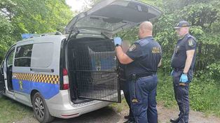 Zielona Góra: Interwencja straży miejskiej. Mężczyzna trafił do izby wytrzeźwień