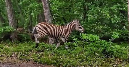 Zebra biegała w lesie pod Elblągiem. "Szybko ociepla nam się klimat"