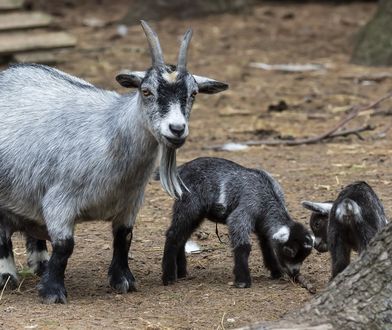 Afera w meksykańskim zoo. To straszne, co zgotowano zwierzętom