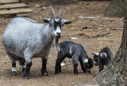 Afera w meksykańskim zoo. To straszne, co zgotowano zwierzętom