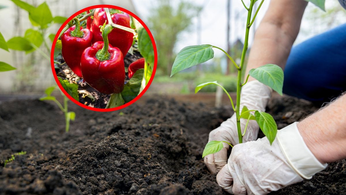 Kiedy sadzić paprykę do gruntu?
