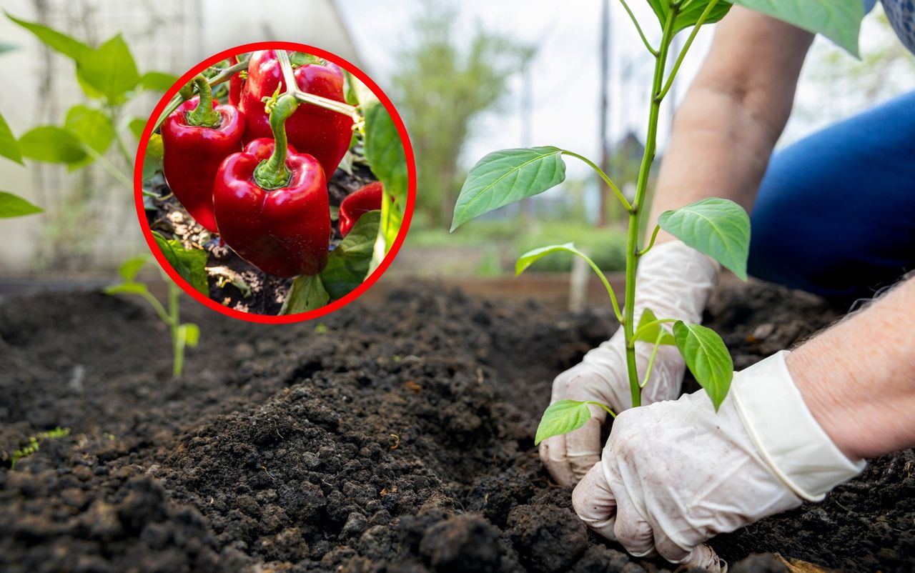 Kiedy sadzić paprykę do gruntu? Termin ma ogromne znaczenie